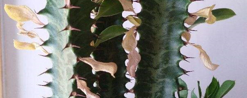 龙骨花喜欢阳光吗,怎么培养 龙骨花喜欢阳光吗,怎么培养