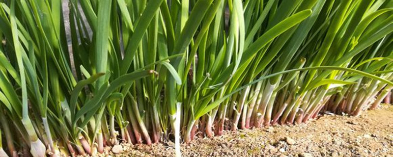 韭菜怎么种植方法,种植时间 韭菜怎么种植方法,种植时间