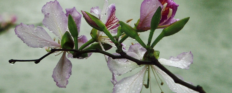 草本紫荆花怎么种植,土质是酸性还是碱性好 草本紫荆花怎么种植,土质是酸性还是碱性好