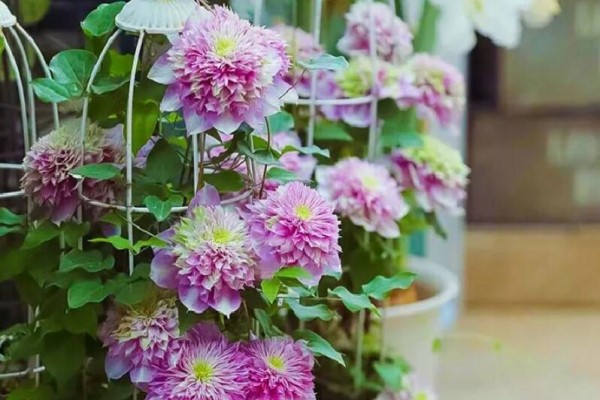 现在种下这棵花,一天能长一指高,2个月开出一面花墙! 现在种下这棵花,一天能长一指高,2个月开出一面花墙!