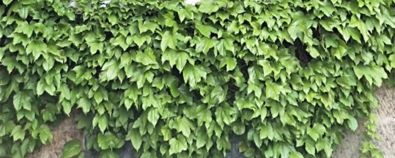 爬山虎施肥方法,用什么肥好 爬山虎施肥方法,用什么肥好