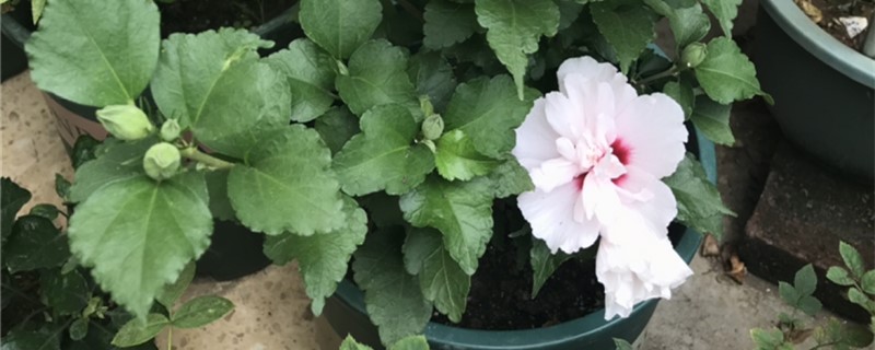 木槿花施肥方法,用什么肥好 木槿花施肥方法,用什么肥好