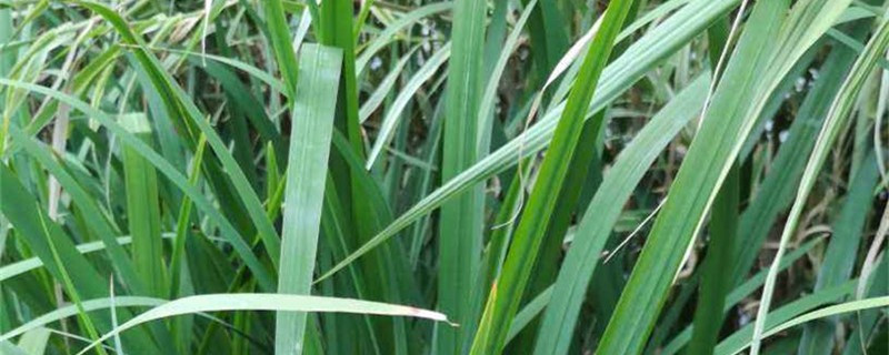 菖蒲施肥方法,用什么肥好 菖蒲施肥方法,用什么肥好
