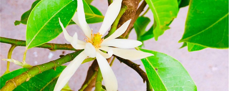 白兰花施肥方法,用什么肥好 白兰花施肥方法,用什么肥好