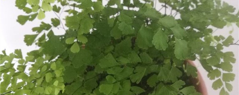 铁线蕨施肥方法,用什么肥好 铁线蕨施肥方法,用什么肥好