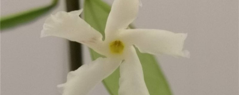 风车茉莉施肥方法,用什么肥好 风车茉莉施肥方法,用什么肥好
