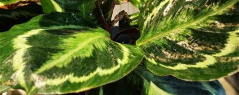 孔雀竹芋施肥方法,用什么肥好 孔雀竹芋施肥方法,用什么肥好