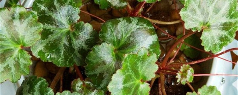 虎耳草施肥方法,用什么肥好 虎耳草施肥方法,用什么肥好