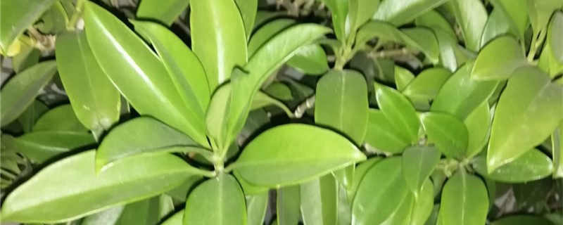 平安树几天浇一次水 平安树几天浇一次水