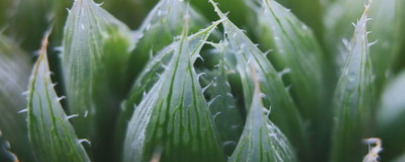 玉露浇水频率