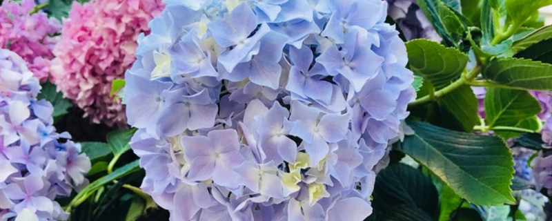 绣球花几天浇一次水 绣球花几天浇一次水