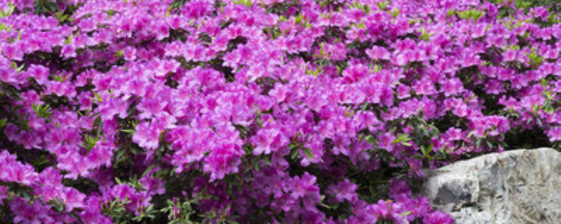 杜鹃花地栽养法 杜鹃花地栽养法