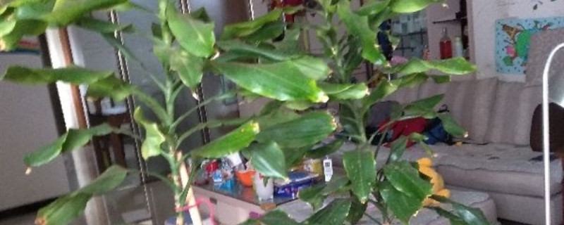 时来运转花怎么养殖 时来运转花怎么养殖