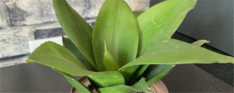 虎耳兰的养殖方法和注意事项 虎耳兰的养殖方法和注意事项