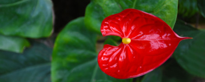花烛放在室内有毒吗 花烛放在室内有毒吗