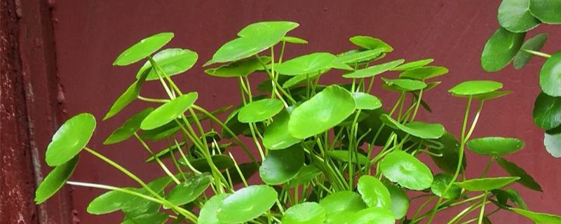 金钱草几天浇一次水 金钱草几天浇一次水