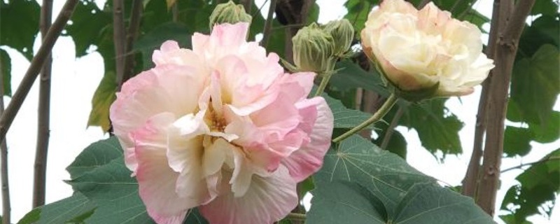 芙蓉花能在卧室里养吗,室内养殖注意事项 芙蓉花能在卧室里养吗,室内养殖注意事项