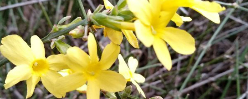 迎春花根系发达吗,怎么养最好 迎春花根系发达吗,怎么养最好