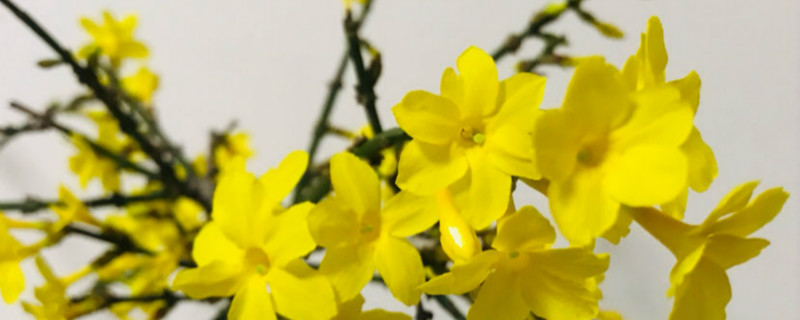 迎春花夏天掉叶子怎么办,夏天的养护和管理 迎春花夏天掉叶子怎么办,夏天的养护和管理
