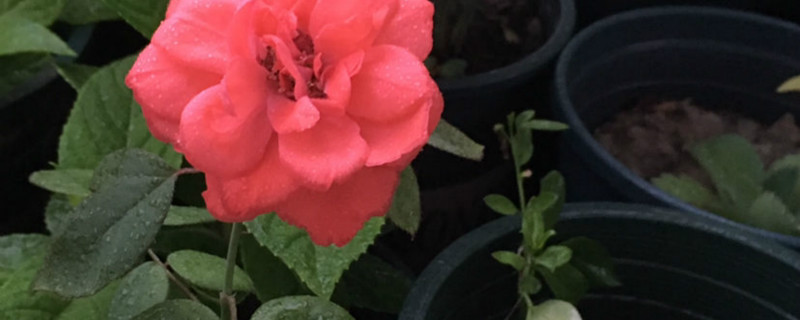 月季花长蚜虫怎么办,用什么药 月季花长蚜虫怎么办,用什么药