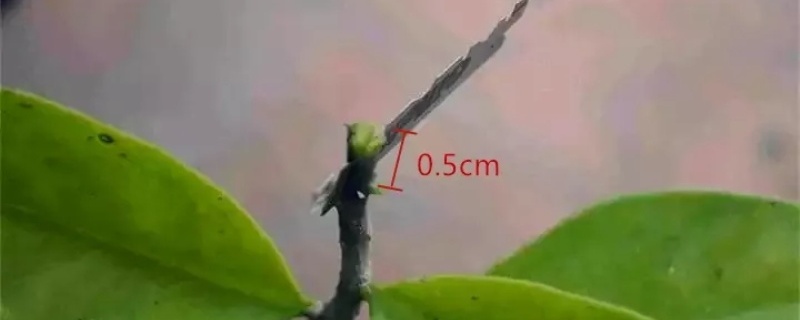 叶仙怎么嫁接蟹爪兰,几月份嫁接好 叶仙怎么嫁接蟹爪兰,几月份嫁接好