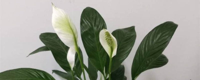 白掌花变绿了怎么办,要剪掉吗 白掌花变绿了怎么办,要剪掉吗