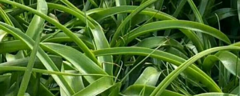 虎眼万年青几天浇一次水 虎眼万年青几天浇一次水