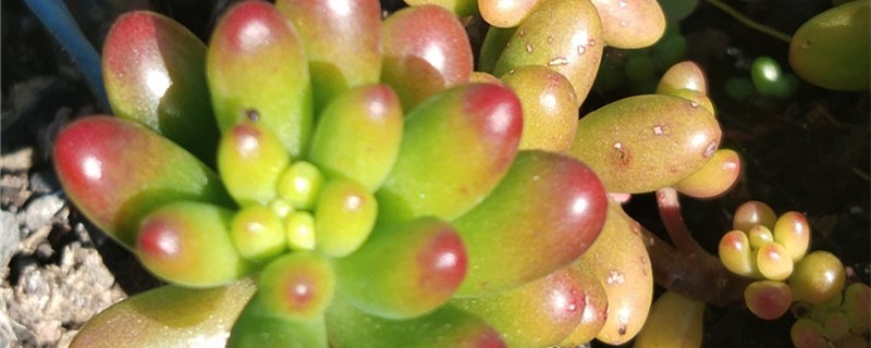 虹之玉几天浇一次水 虹之玉几天浇一次水