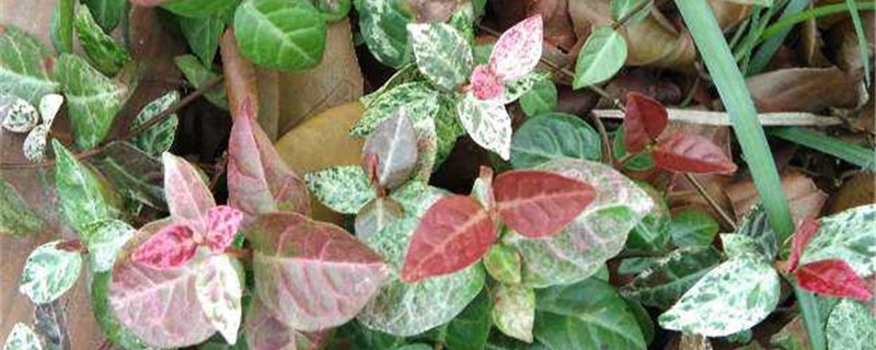 花叶络石夏天怎么养 花叶络石夏天怎么养