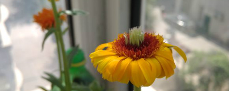 金盏菊夏天怎么养 金盏菊夏天怎么养