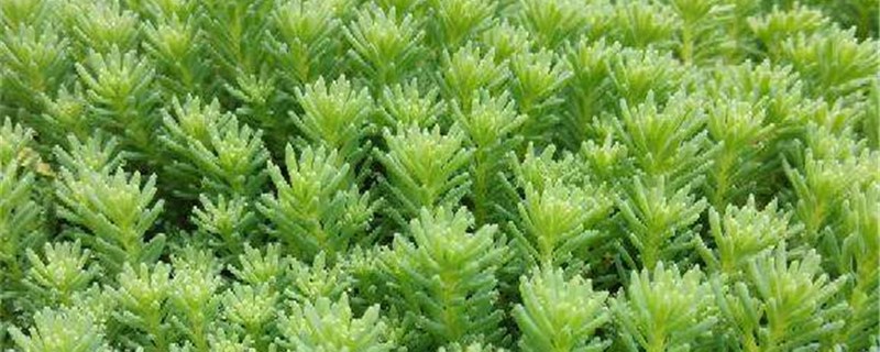 薄雪万年草几天浇一次水 薄雪万年草几天浇一次水