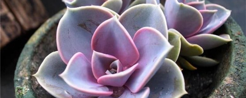 紫珍珠浇水频率 紫珍珠浇水频率