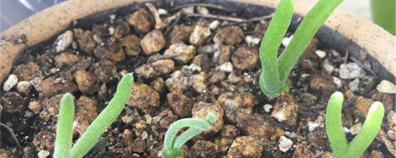 碧光环几天浇一次水 碧光环几天浇一次水
