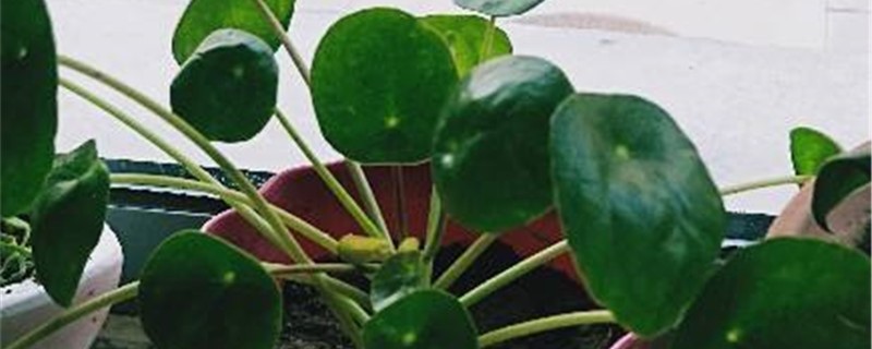 镜面草几天浇一次水 镜面草几天浇一次水