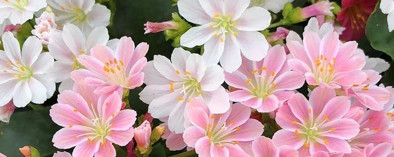 露薇花几天浇一次水 露薇花几天浇一次水