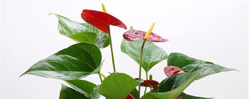 花烛施肥方法,用什么肥好 花烛施肥方法,用什么肥好
