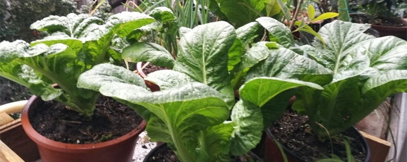 小花盆能种什么蔬菜,花盆怎么种菜步骤图片 小花盆能种什么蔬菜,花盆怎么种菜步骤图片