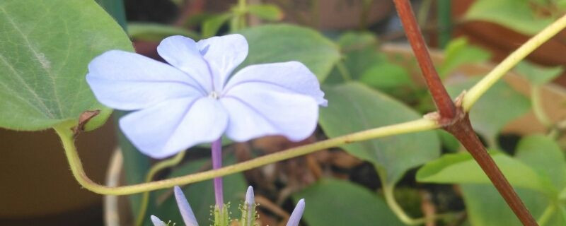 蓝雪花夏天怎么养