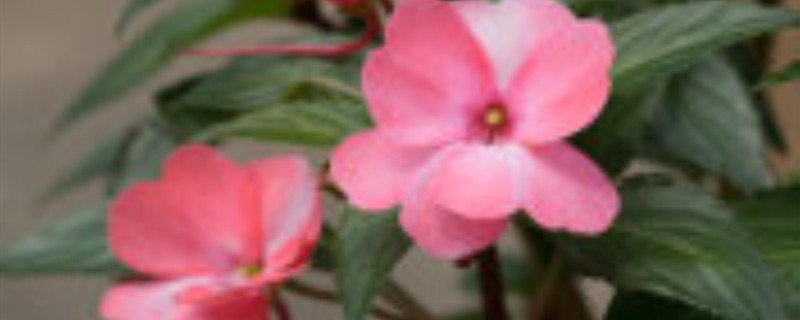 凤仙花夏天怎么养 凤仙花夏天怎么养