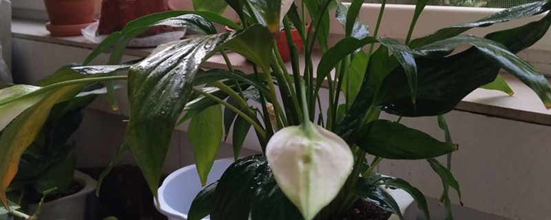 一帆风顺夏天怎么养 一帆风顺夏天怎么养