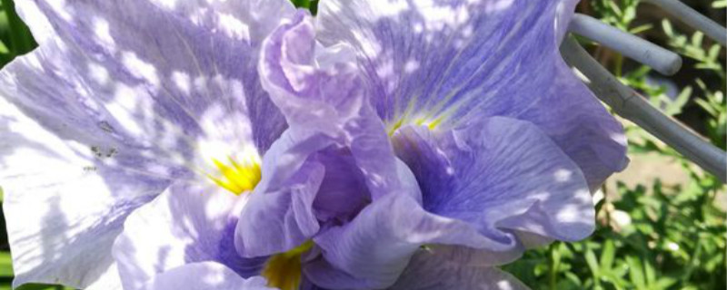花菖蒲几天浇一次水 花菖蒲几天浇一次水