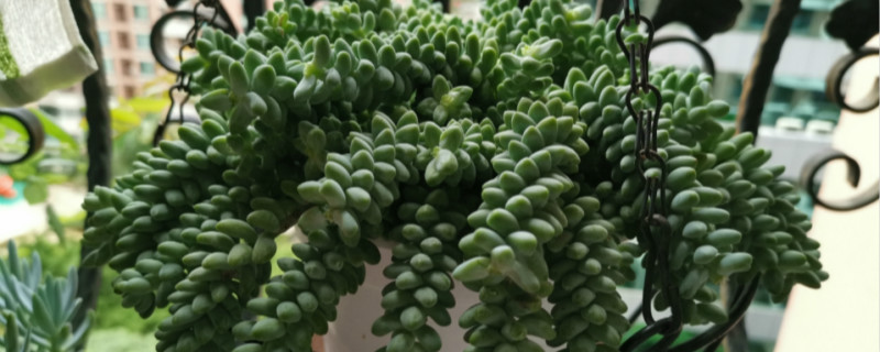 新玉缀几天浇一次水 新玉缀几天浇一次水