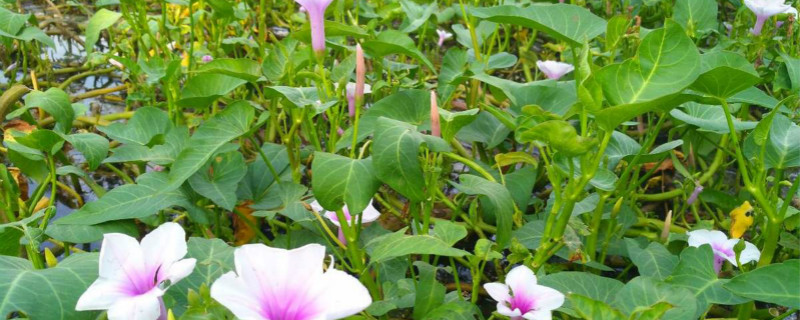 空心菜冬天有吗,如何挑选 空心菜冬天有吗,如何挑选