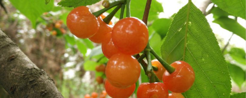 家里怎么种植樱桃,家里种植好吗 家里怎么种植樱桃,家里种植好吗