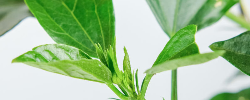 扶桑花盆栽好养活吗,如何养护 扶桑花盆栽好养活吗,如何养护