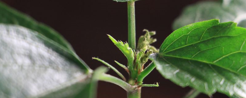 扶桑花换盆后的养护,换盆后的注意事项 扶桑花换盆后的养护,换盆后的注意事项