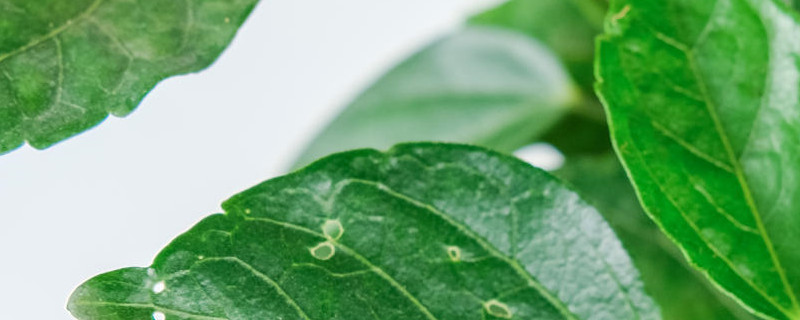 扶桑花盆栽的养护方法,如何繁殖 扶桑花盆栽的养护方法,如何繁殖