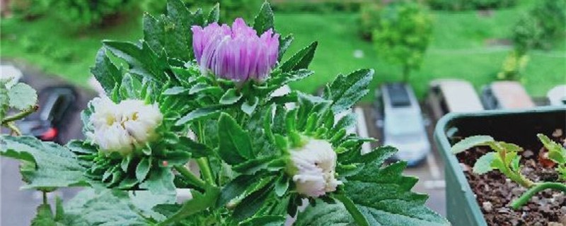 翠菊夏天怎么养 翠菊夏天怎么养