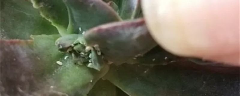 多肉长了白色的小虫子怎么办,怎么预防多肉生虫 多肉长了白色的小虫子怎么办,怎么预防多肉生虫