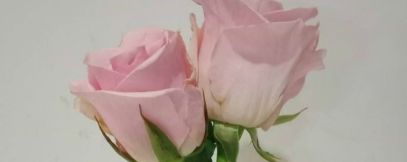 洋桔梗花插水里可以活多久,在水里怎么养 洋桔梗花插水里可以活多久,在水里怎么养